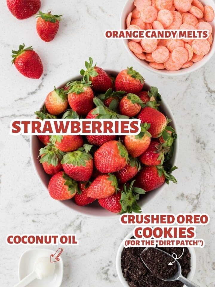 Carrot Patch Chocolate Covered Strawberries Together as Family